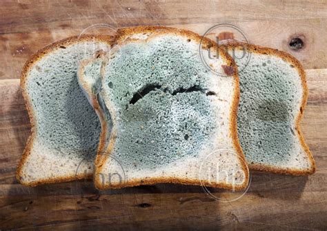 moldy bread hallucinations